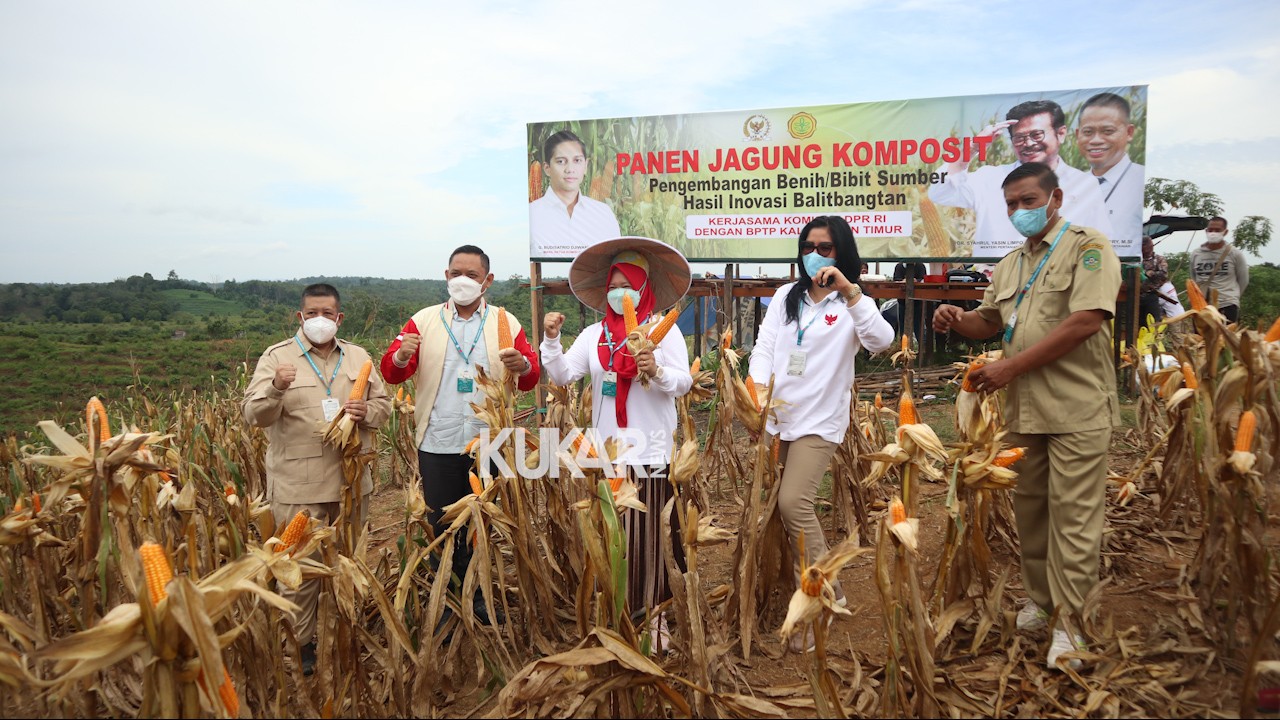 Pengembangan Sektor Benih Jagung Komposit di Kukar