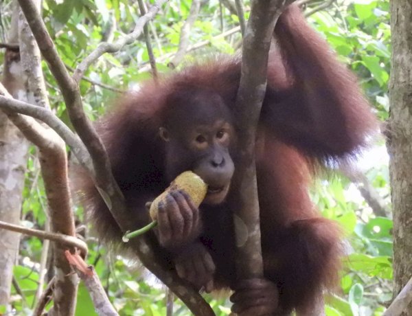Pertamina Hulu Indonesia Dukung Konservasi Orang Utan di Kalimantan Demi Menjaga Ekosistem Hutan dan Keberlanjutan Energi